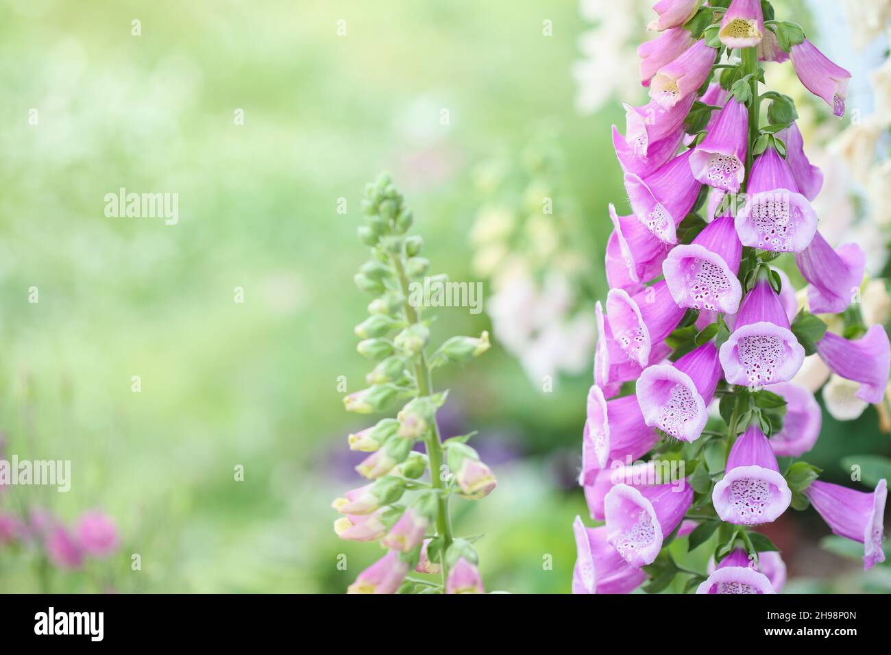 Closeup of a fresh pink apricot color Foxglove Digitalis flower stalk blooming outdoors. Selective focus with extreme shallow depth of field.  Blurred Stock Photo