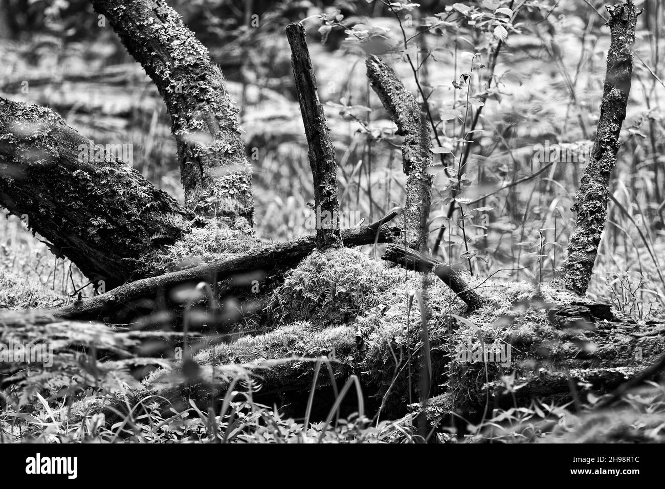 Photo of old tree,bark Stock Photo Alamy