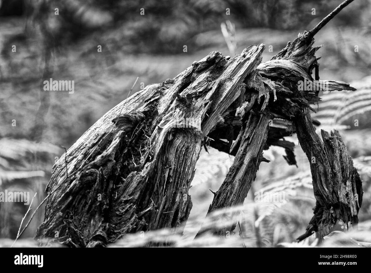 Photo of old tree,bark Stock Photo Alamy