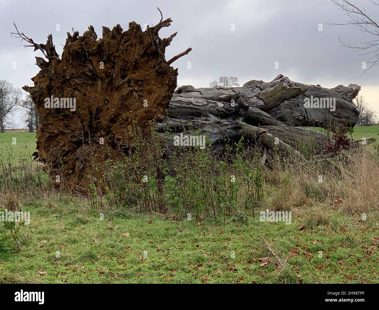 Fallen tree at Stowe School and landscape gardens Northamptonshire UK Stock Photo
