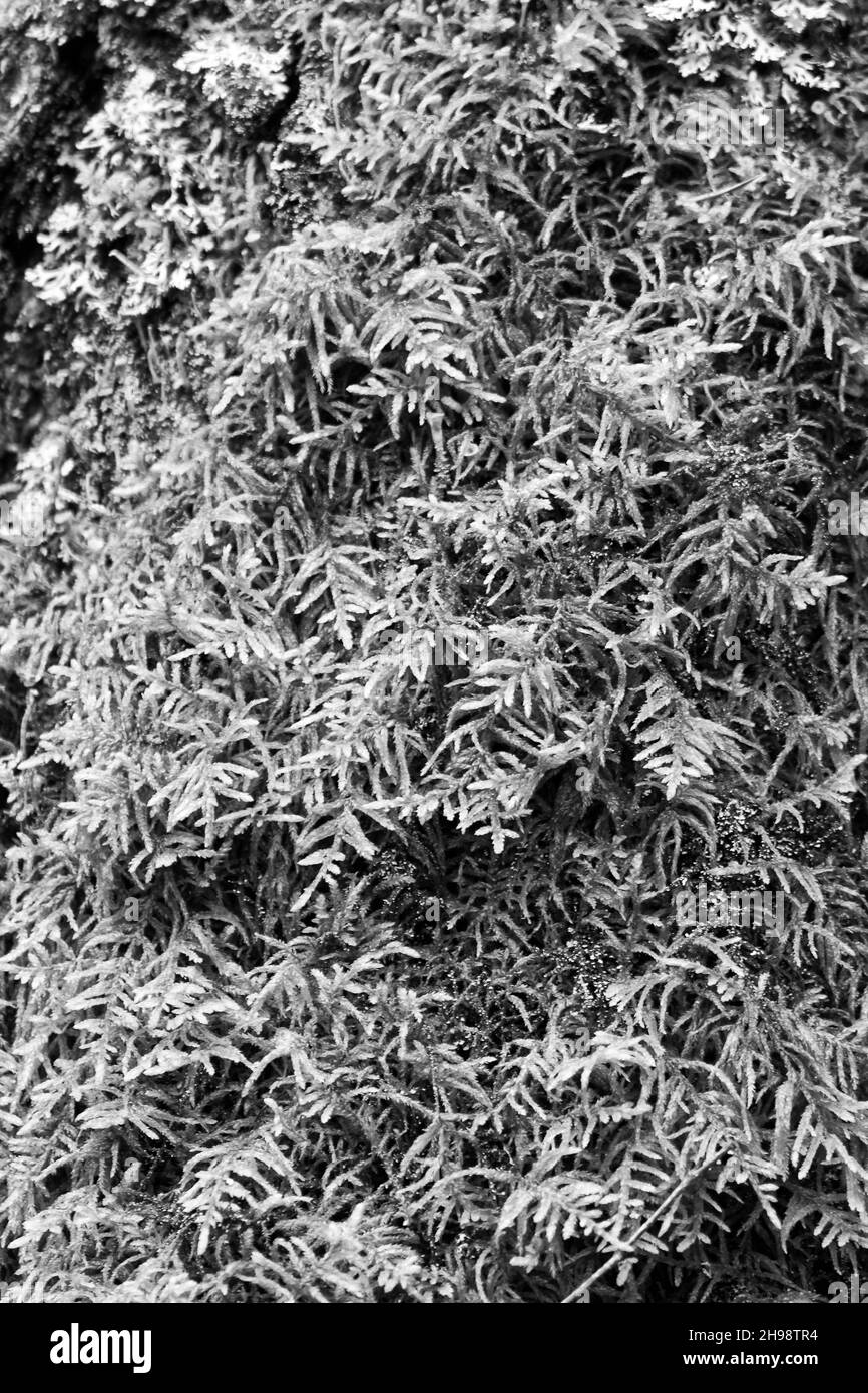 Moss detail Black and White Stock Photos & Images - Alamy