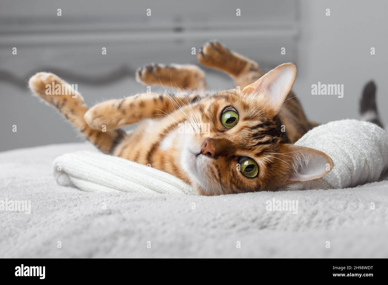 Cute Bengal cat lying in bed. The fluffy pet settled down to sleep comfortably. Cozy home background with funny pet. Stock Photo