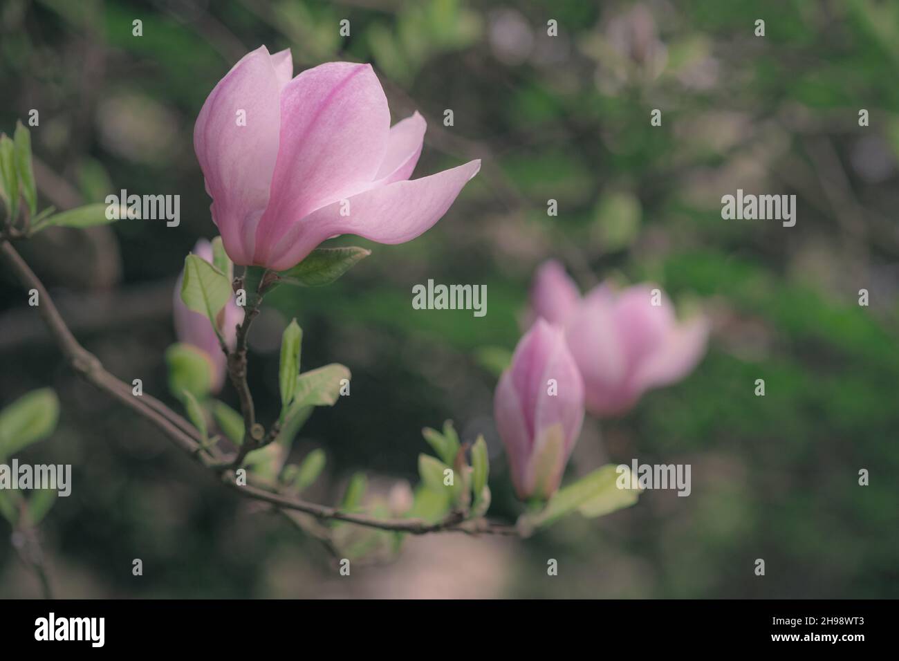 Pink Magnolia Flowers - Magnolia x Soulangiana - on a Tree Stock Photo