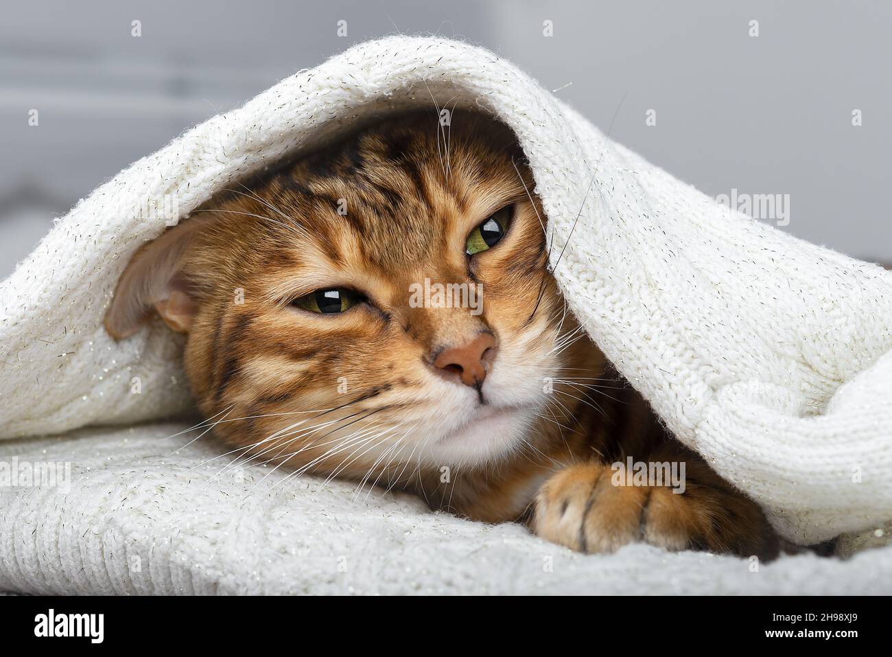 Cat face sweater hi res stock photography and images Alamy