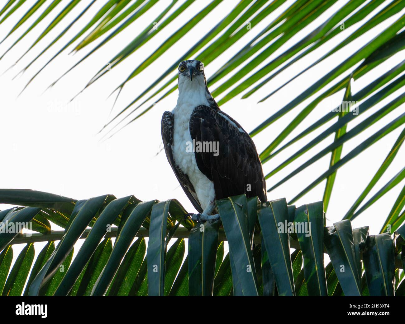 Closeup Shot Beautiful Osprey Hi res Stock Photography And Images Alamy closeup-shot-beautiful-osprey-hi-res-stock-photography-and-images-alamy