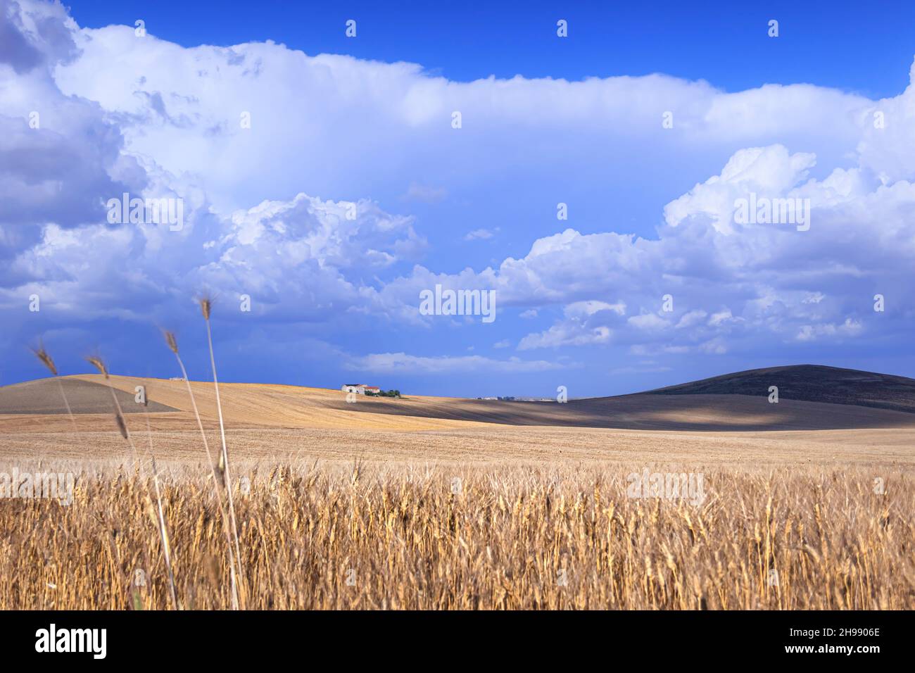 Hilly landscape with wheat fields dominated by clouds in Apulia, Italy. Stock Photo