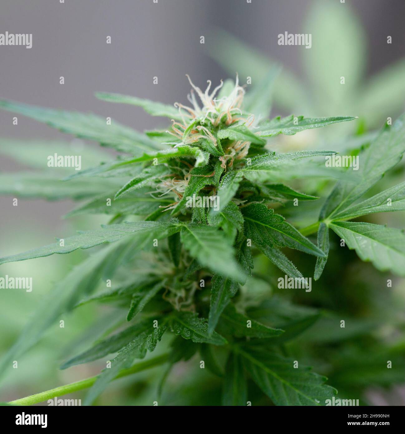 Homegrown cannabis sativa in late flower stage Stock Photo