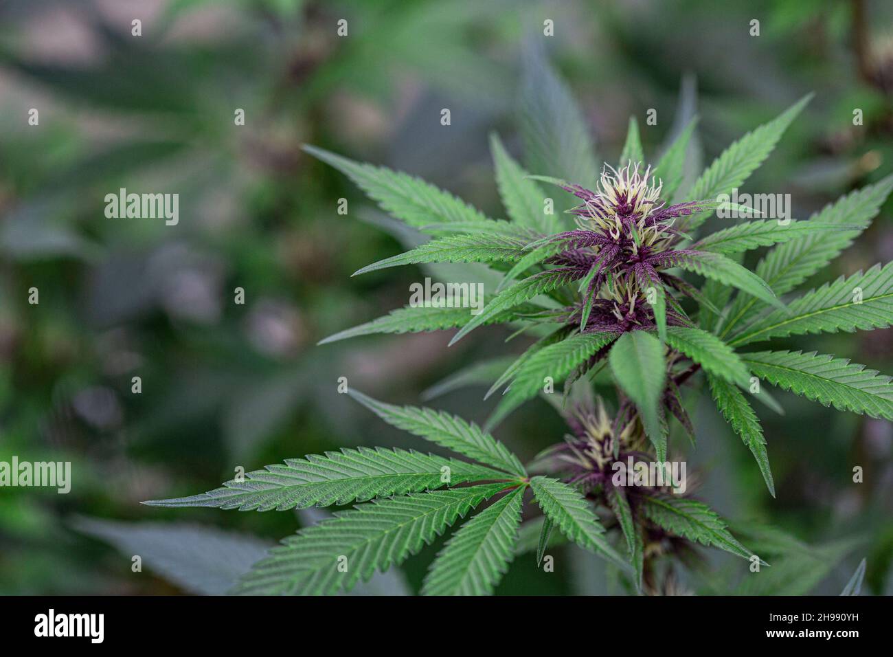 Homegrown cannabis indica in early flowering stage turning purple Stock Photo