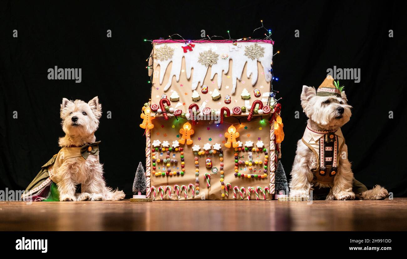https://c8.alamy.com/comp/2H991DD/west-highland-white-terrier-sparkle-left-and-keegan-right-dressed-as-hansel-and-gretel-during-the-victorian-christmas-themed-furbabies-dog-pageant-at-collingham-memorial-hall-leeds-picture-date-sunday-december-5-2021-2H991DD.jpg
