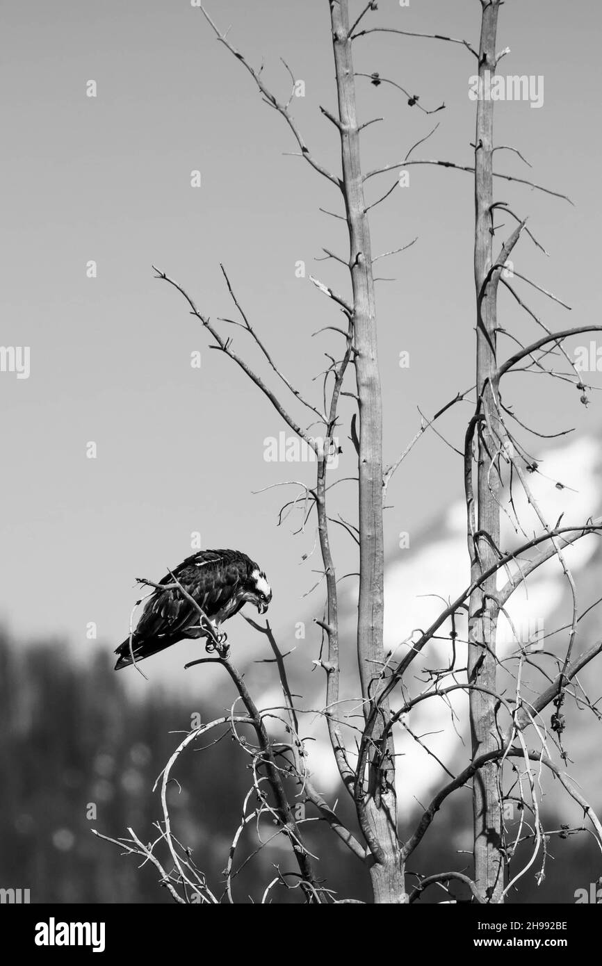 Osprey (Pandion haliaetus) perched on a branch in the Grand Tetons, with copy space, B&W vertical Stock Photo