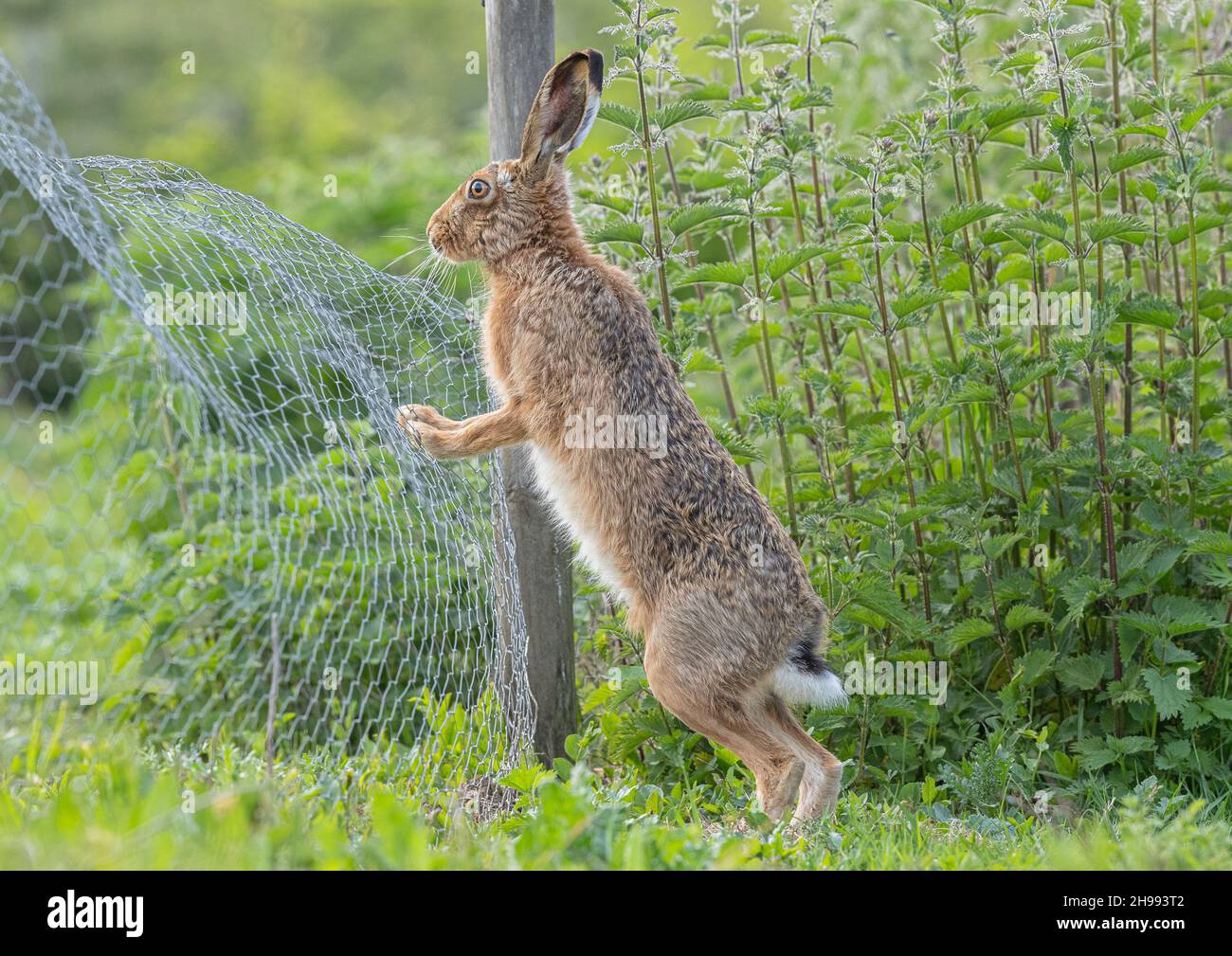The Great Escape . A wild Brown Hare stands up on his long back legs as makes his escape over the wire from a fenced area on the farm . Suffolk, UK. Stock Photo