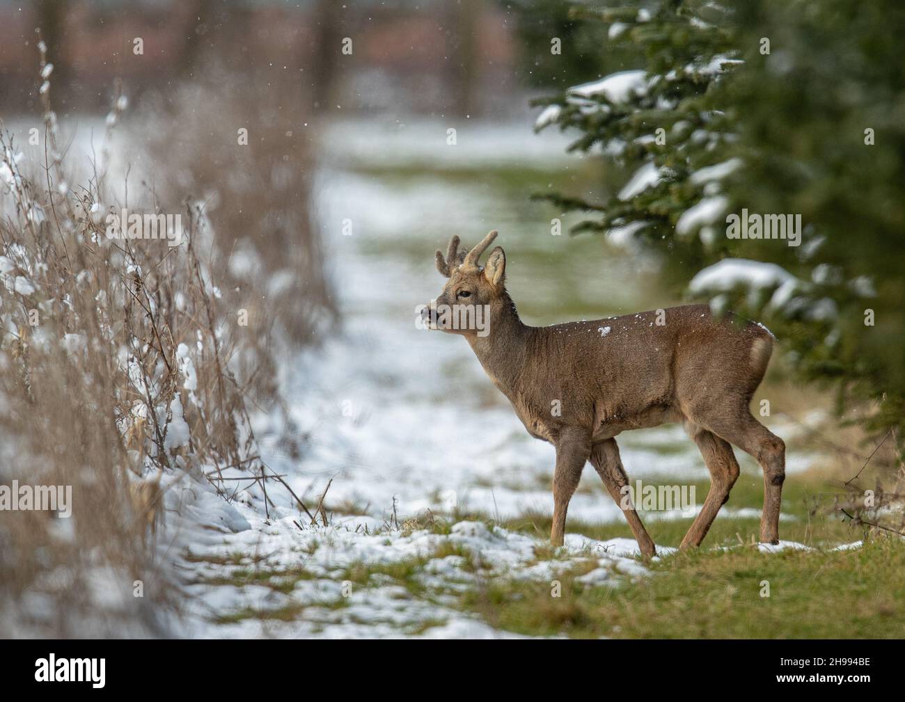 A Roe buck  deer out foraging in the snow. On a margin between Christmas trees and the game cover .Suffolk, UK Stock Photo