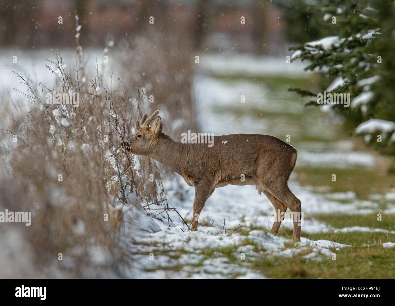 A Roe buck  deer feeding on dead vegetation  in the snow. On a margin between Christmas trees and game cover .Suffolk, UK Stock Photo