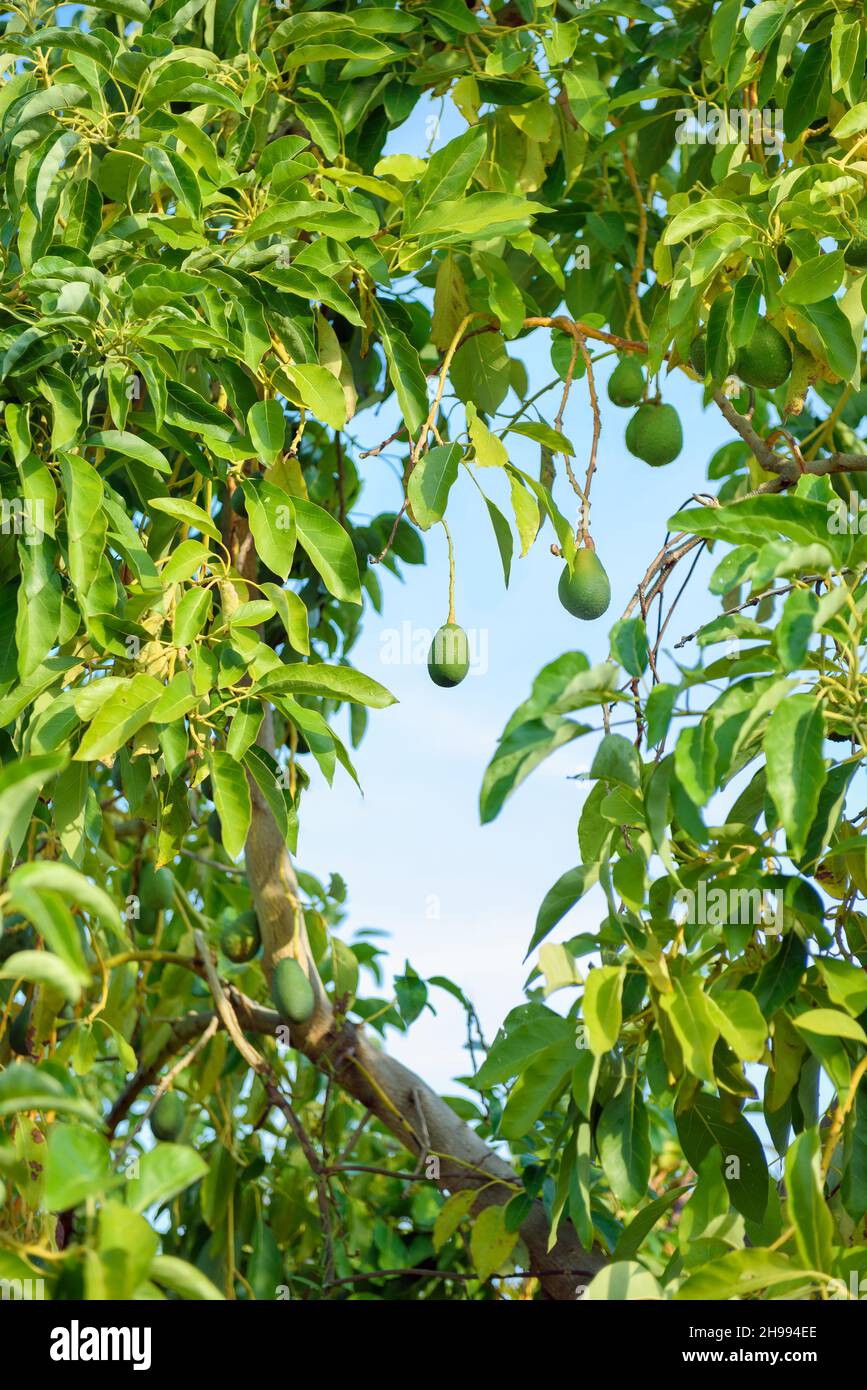 Avocado tree with hanging fruits over blue sky, vertical shot Stock Photo