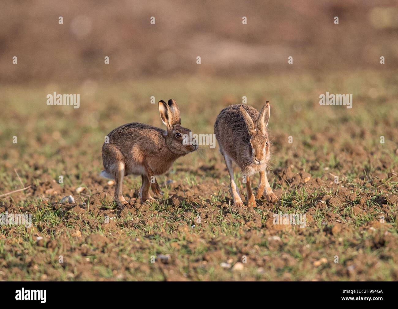 A pair of Brown Hares starting to pair up ready for the breeding season . Male & Female  showing courtship behaviour. Stock Photo
