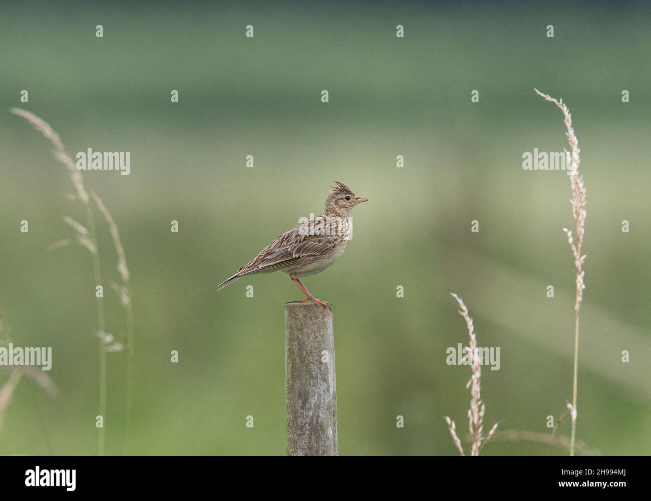 A bright eyed Skylark sitting with its crest up on a post  against a clear background framed by grasses on a Suffolk farm.  UK. Stock Photo