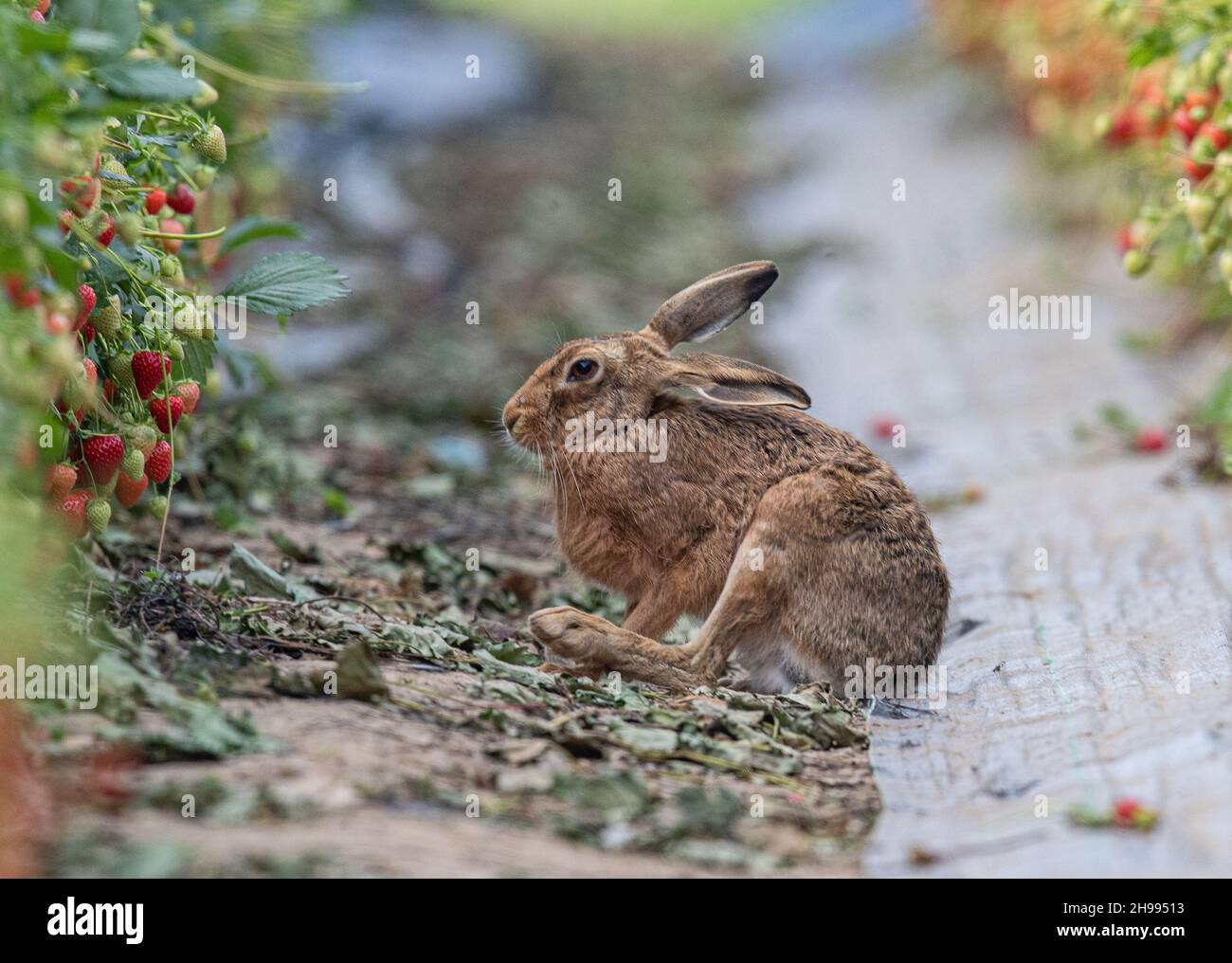 A  unique shot of  a wild Brown Hare doing a bit of grooming in the  farmers Strawberries . Wildlife and food production at its best. Suffolk, UK. Stock Photo
