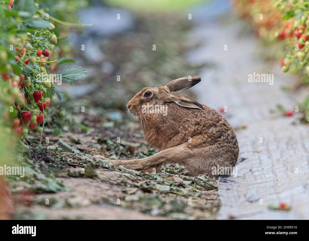 A  unique shot of  a wild Brown Hare doing some leg stretching  in the  farmers Strawberries .Wildlife and food production at its best. Suffolk, UK. Stock Photo