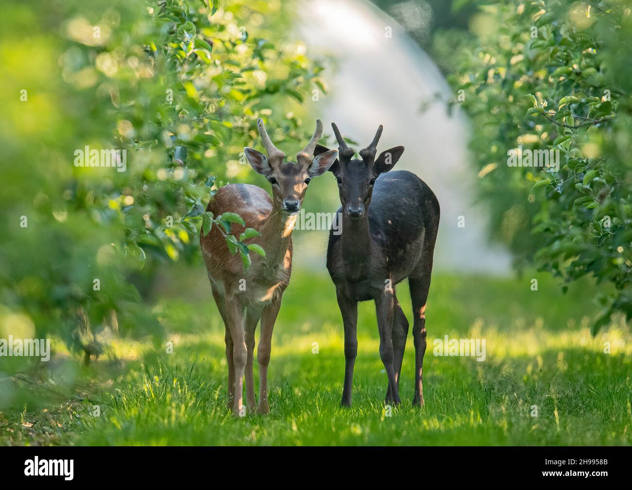 A pair of different coloured Fallow Deer (Dama dama), two young bachelor boys in the orchard amongst the apple trees. Suffolk, UK Stock Photo