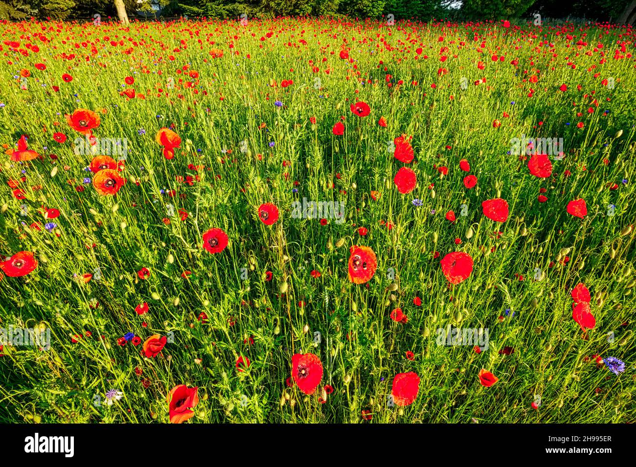 Red poppy near Altlandsberg, Brandenburg, Germany Stock Photo