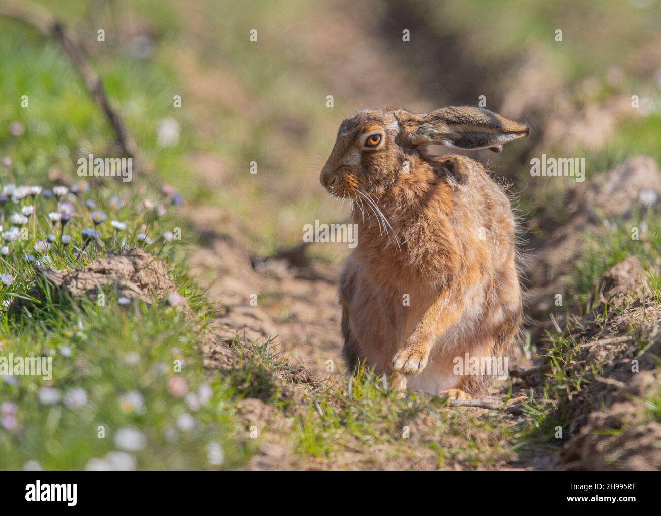 A wild Brown Hare with an outsteched paw, sitting in the tractor wheel ruts on a track covered in  daisies. Suffolk, UK. Stock Photo