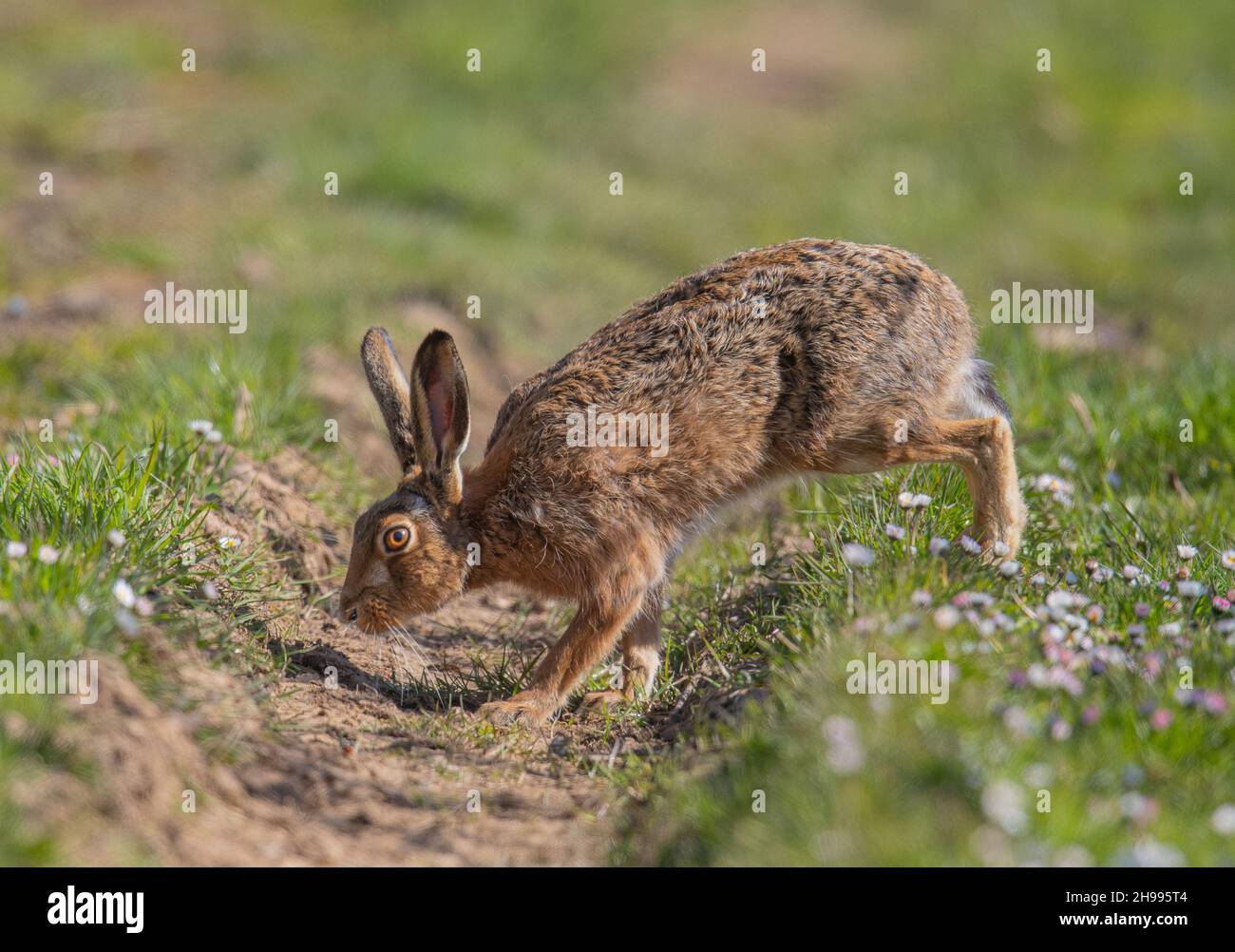 A wild Brown Hare crossing the tractor wheel ruts on a track covered in  daisies. Suffolk, UK. Stock Photo