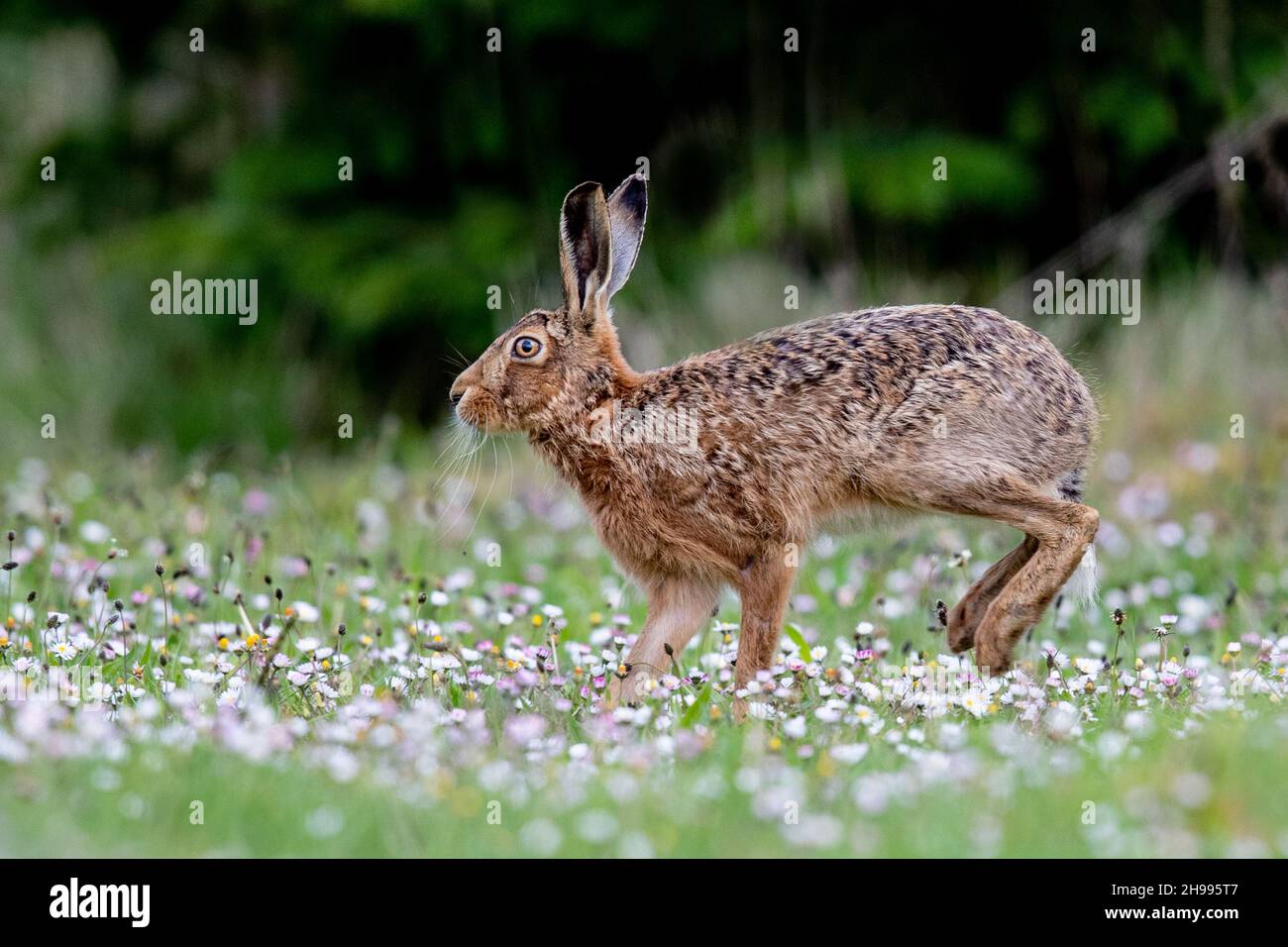 A striking coloured Brown Hare running through  a meadow of yellow buttercups and white daisies. Suffolk,  UK Stock Photo