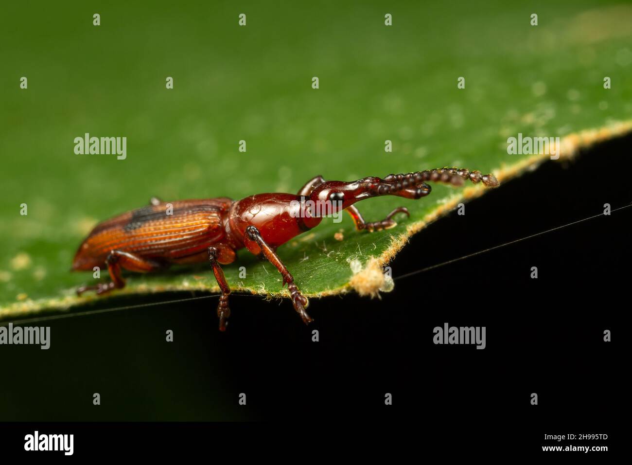 A closeup shot of a Brentidae on the green leaf Stock Photo