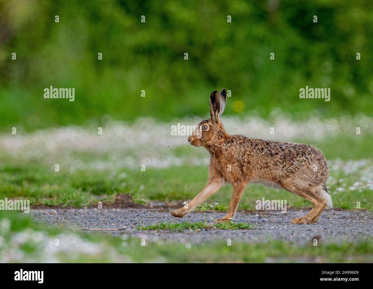 A striking coloured Brown Hare running along a farm track  surrounded by a swarm of flies. Shot on a  background of white daisies. Suffolk,  UK Stock Photo