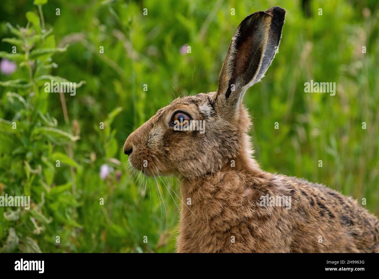 Hare close up portrait hires stock photography and images Alamy