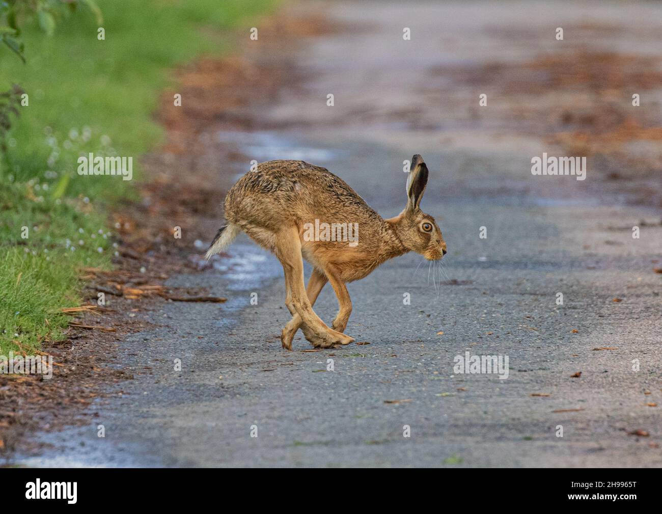 A wild Brown Hare crossing the road . Action shot showing its' long back legs cross over the front ones  when moving fast . Suffolk UK Stock Photo
