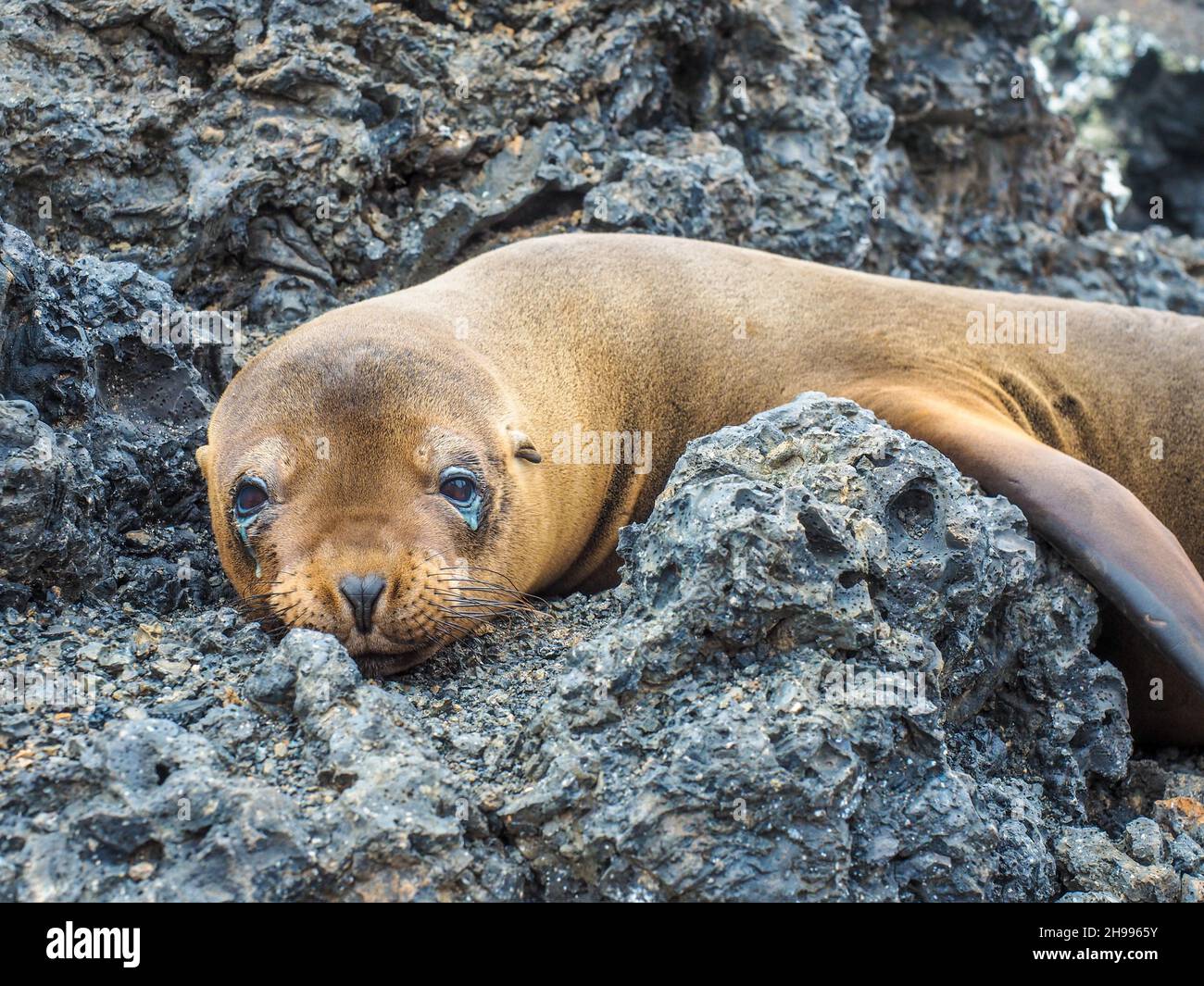 Sea lion baby. Cute sea lion pup resting on rocky coastline of Galapagos islands national park. Wild animal with sick eyes, festering eyes Stock Photo