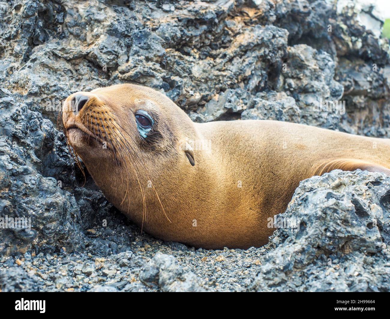 Sea lion baby. Cute sea lion pup resting on rocky coastline of Galapagos islands national park. Wild animal with sick eyes, festering eyes Stock Photo