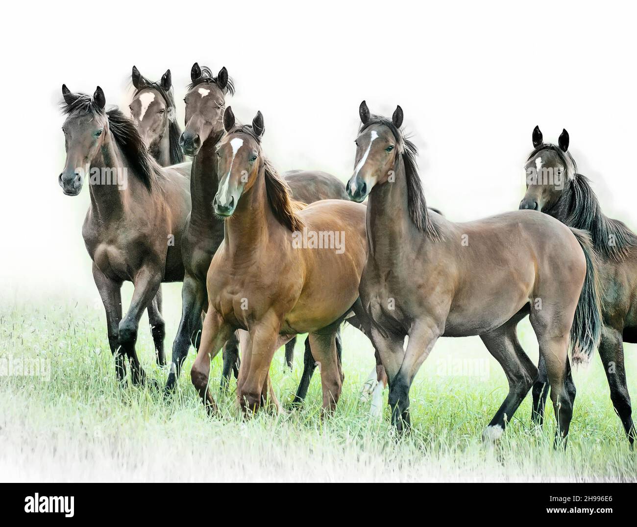 A herd of attentive juvenile Thoroughbred horses in motion Stock Photo