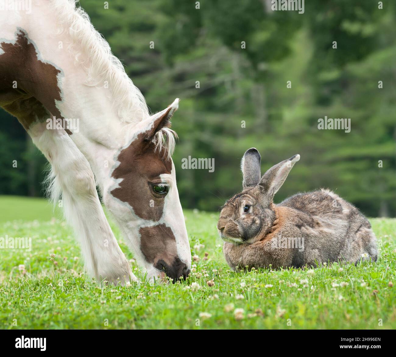 Flemish Giant rabbit and foal Stock Photo
