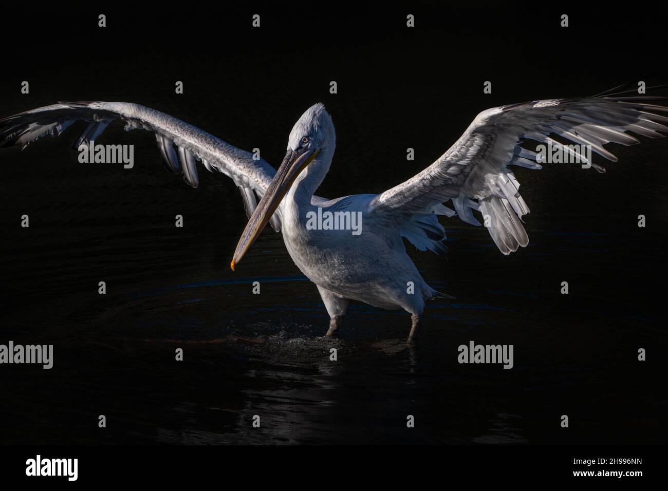 Fine art image of a Dalmatian pelican with wings spread out on a dark background Stock Photo