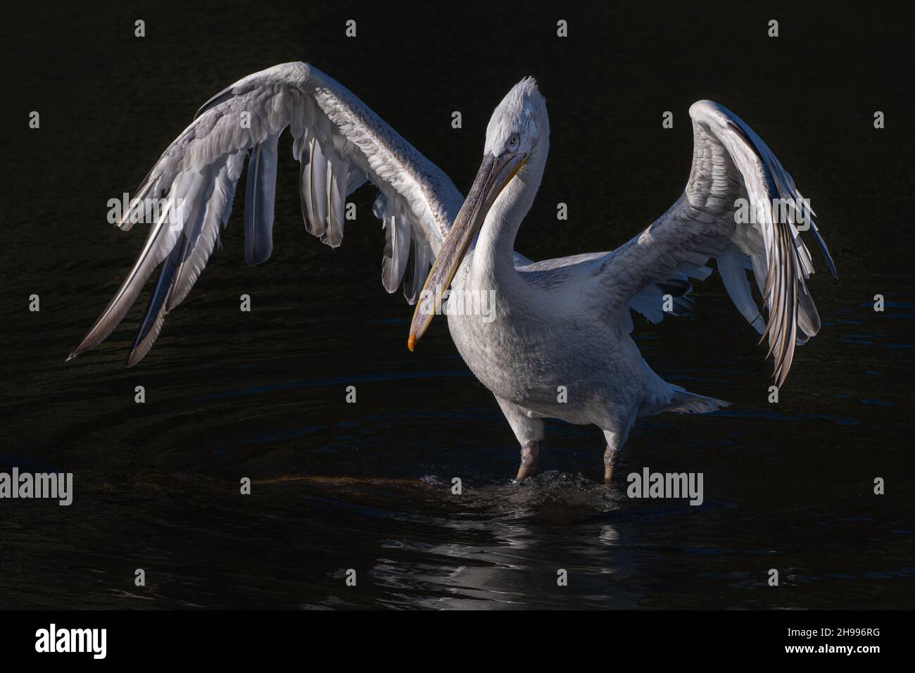 Fine art image of a Dalmatian pelican with wings spread out on a dark background Stock Photo