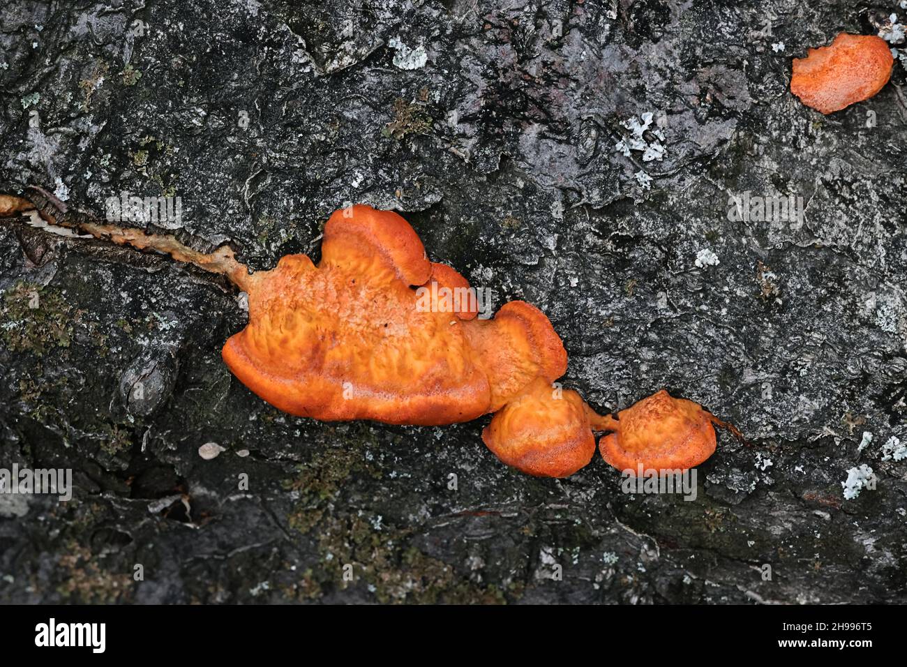 Pycnoporus cinnabarinus, commonly known as the cinnabar polypore, bracket fungus from Finland Stock Photo