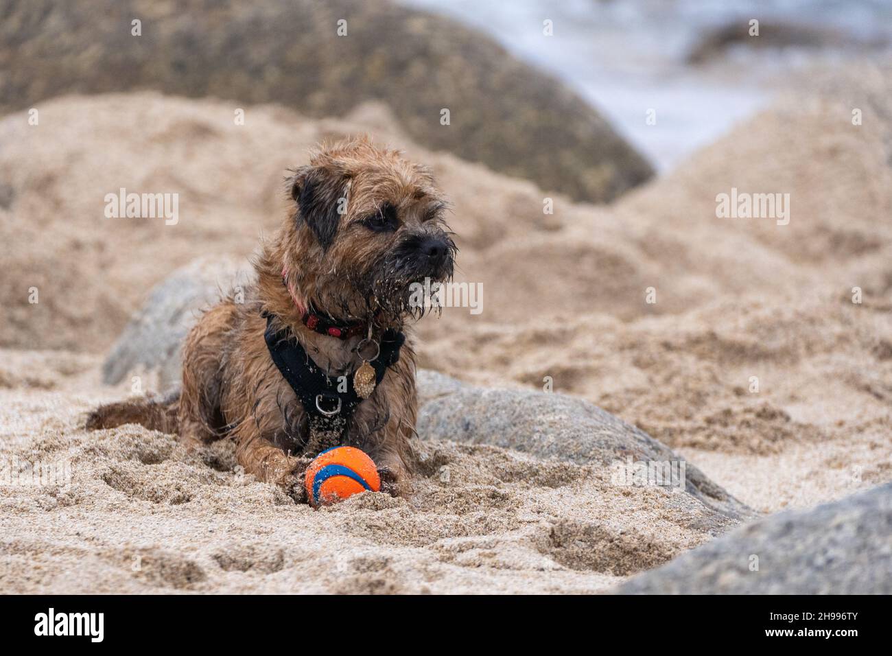 A border terrier lying in the sand with it's ball on the sandy beach of Nanjizal Stock Photo