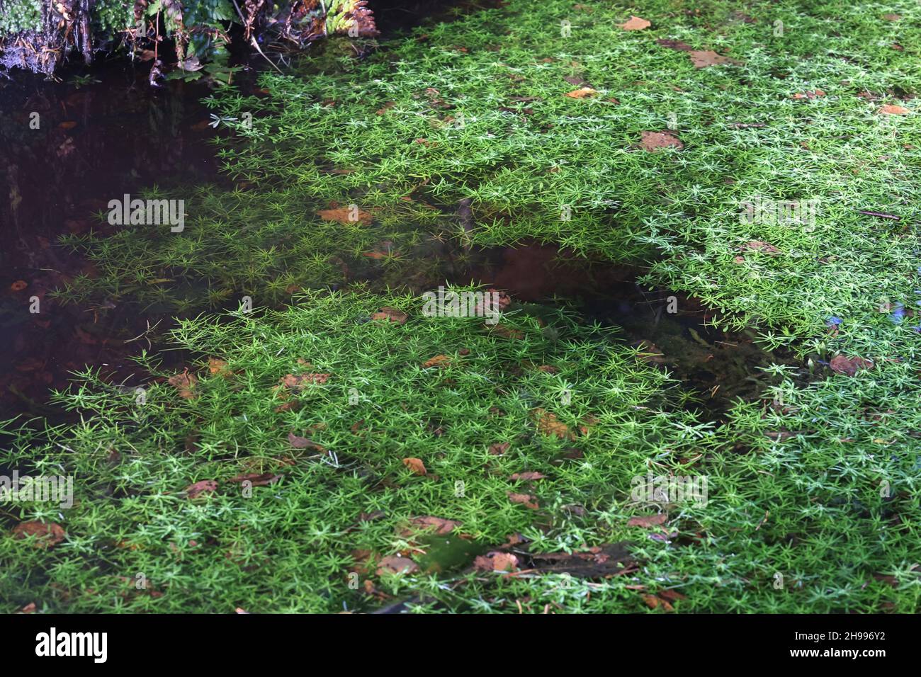 Callitriche cophocarpa, commonly known as water starwort, wild aquatic plant from Finland Stock Photo
