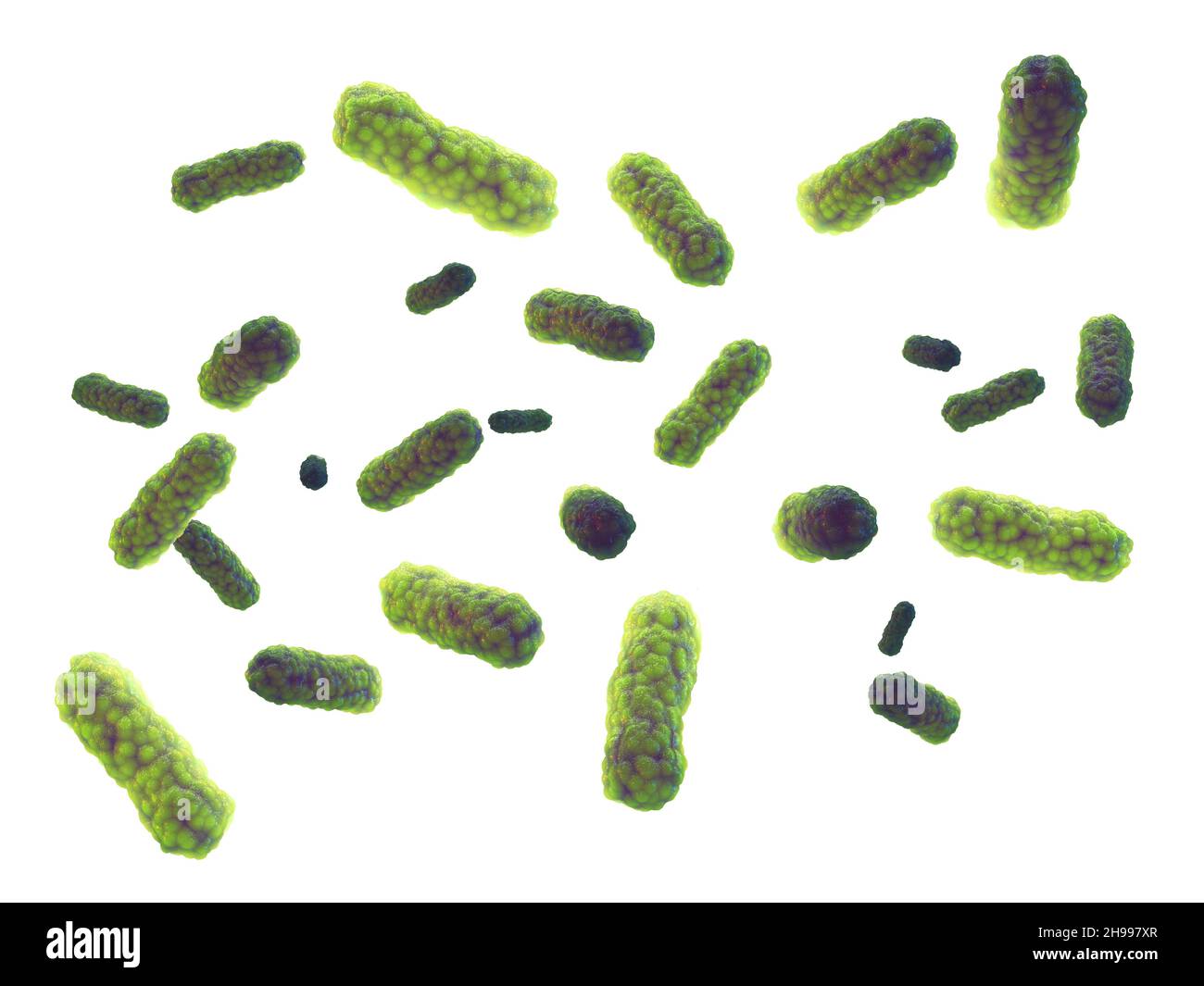 Intestinal bacteria isolated on white background. Gut microbiome. Probiotics are beneficial bacteria used to help the growth of healthy gut flora Stock Photo
