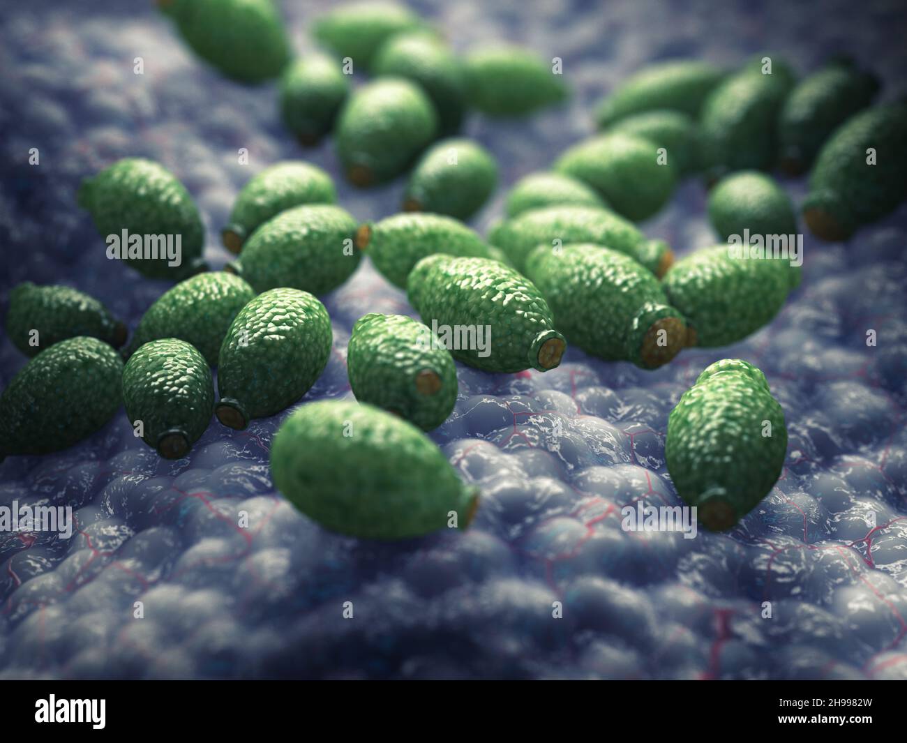 Candida albicans, yeast stage. Candida albicans is a single cell fungus that is part of the gut microbiota Stock Photo