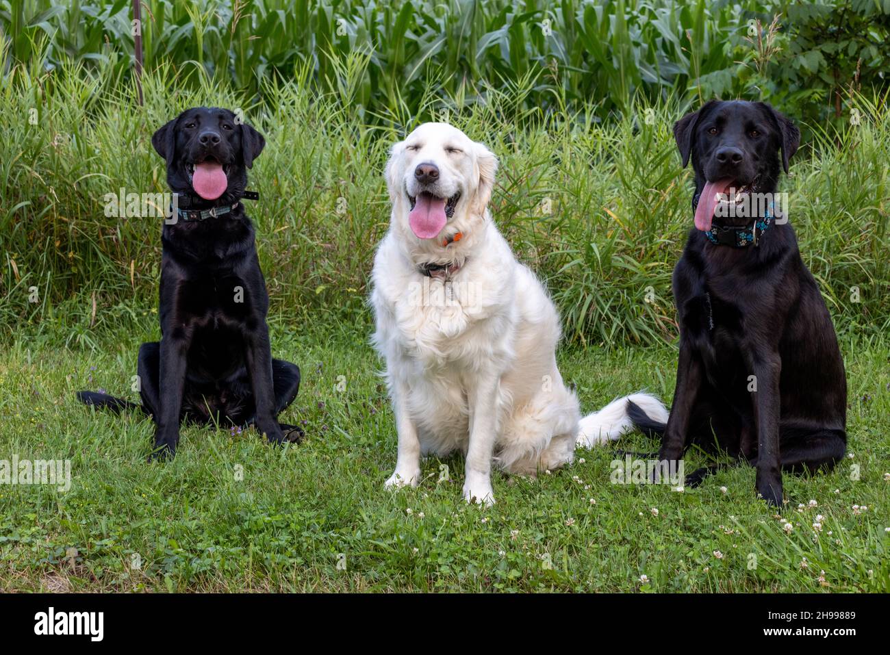 2 Black Labs and a English Cream Golden Retriever making funny faces Stock Photo