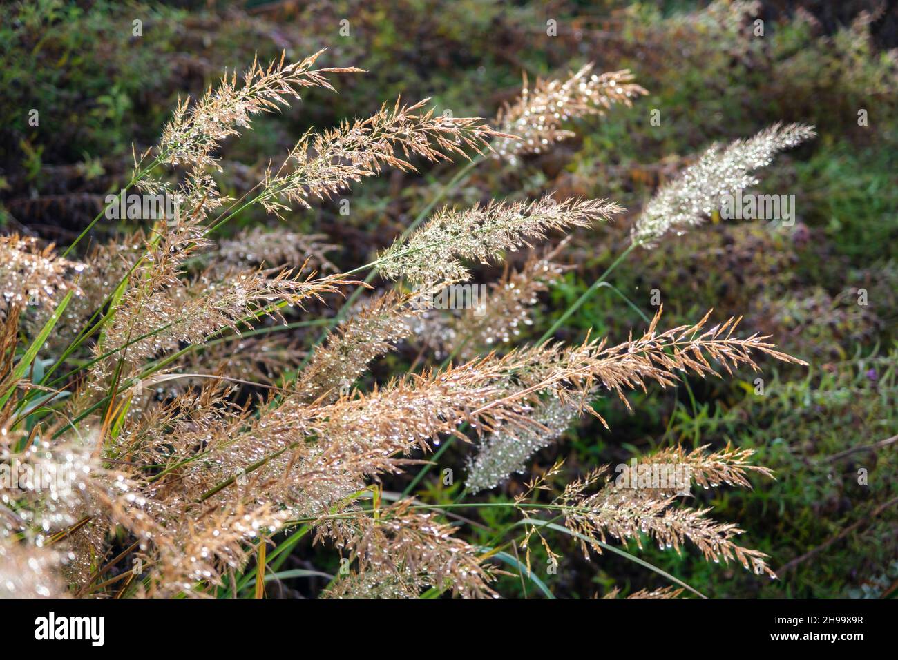 Stipa Calamagrostis (rough feather grass) in autumn covered in dew and backlit by sun Stock Photo