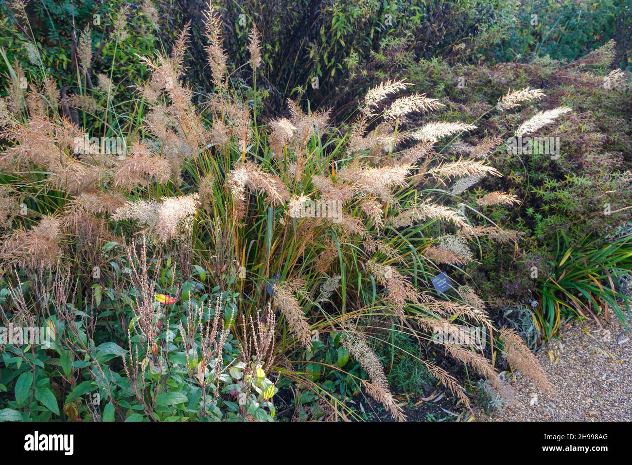 Stipa Calamagrostis (rough feather grass) in autumn covered in dew and backlit by sun Stock Photo