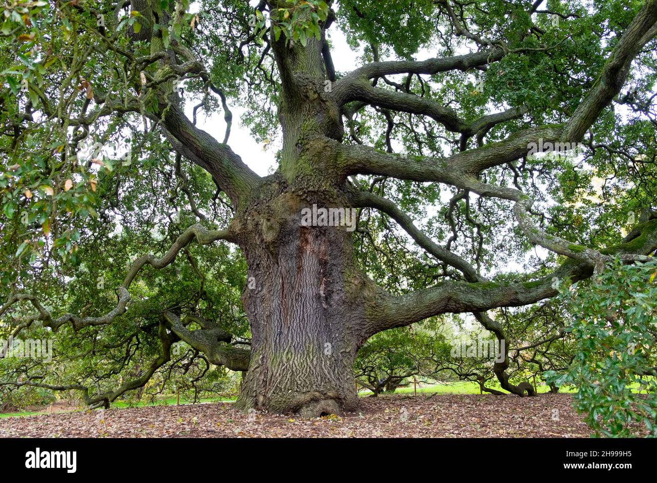 Large Lucombe oak tree Quercus x hispanica 'Lucombeana' Spanish oak Turkey oak planted in 1773 growing in autumn Kew Gardens, London UK  KATHY DEWITT Stock Photo