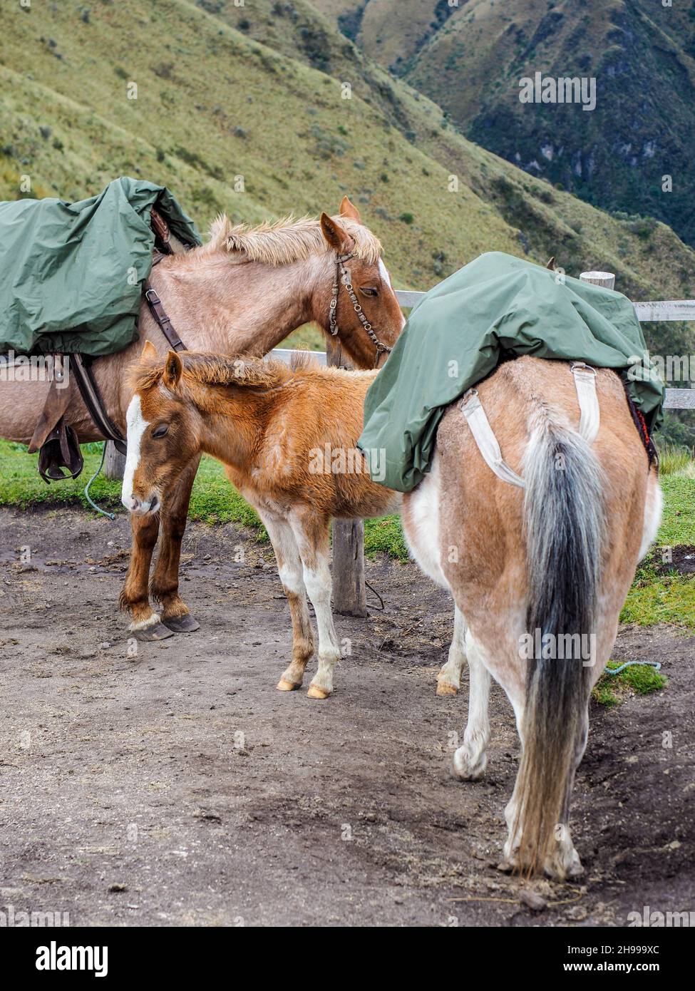 mountain horses. horseback riding through the Andes. Excursions. Horses