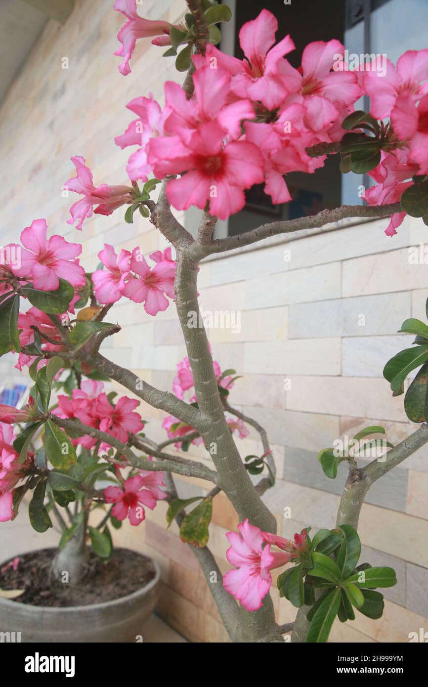 Adenium Obesum Also Known as Desert Rose 12 to 14 