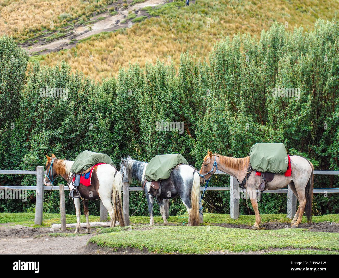 mountain horses. horseback riding through the Andes. Excursions. Horses