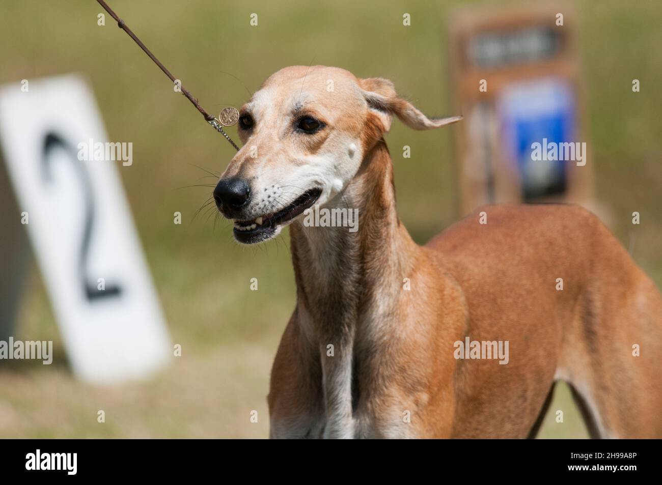 Saluki walking in dog show ring in New York Stock Photo Alamy
